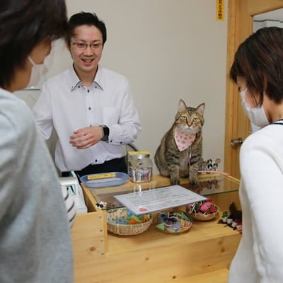 サムネイル：八戸のねこカフェ「猫八（ねこはち）」のプレオープンに行ってきました